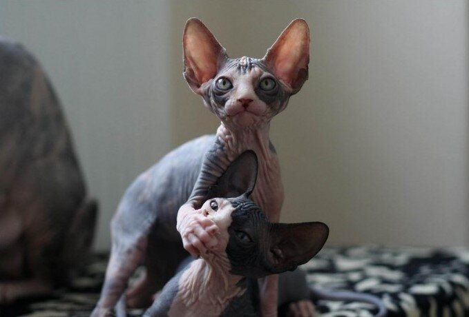 Фото из открытых источников Internet