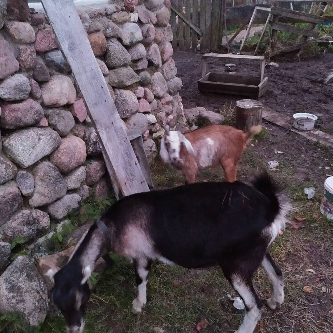 Этот сарай я строила бесплатно