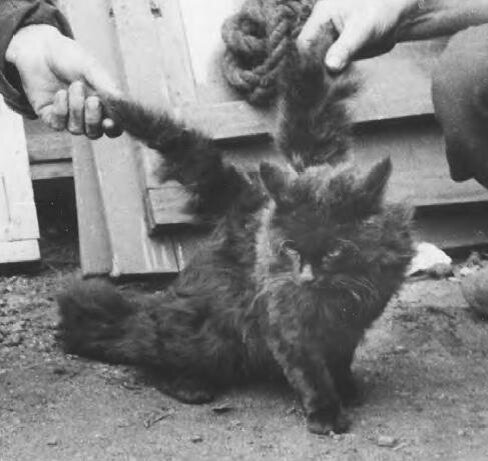 Кот с крыльями. Источник фото: Яндекс-картинки