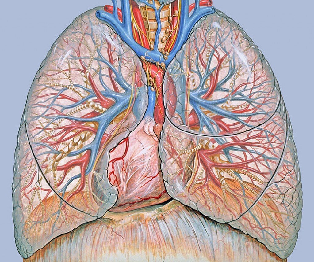 Легочные вены и артерии сердца. Легочная артерия анатомия. Артерия бронх Вена. Сосуды легких анатомия.