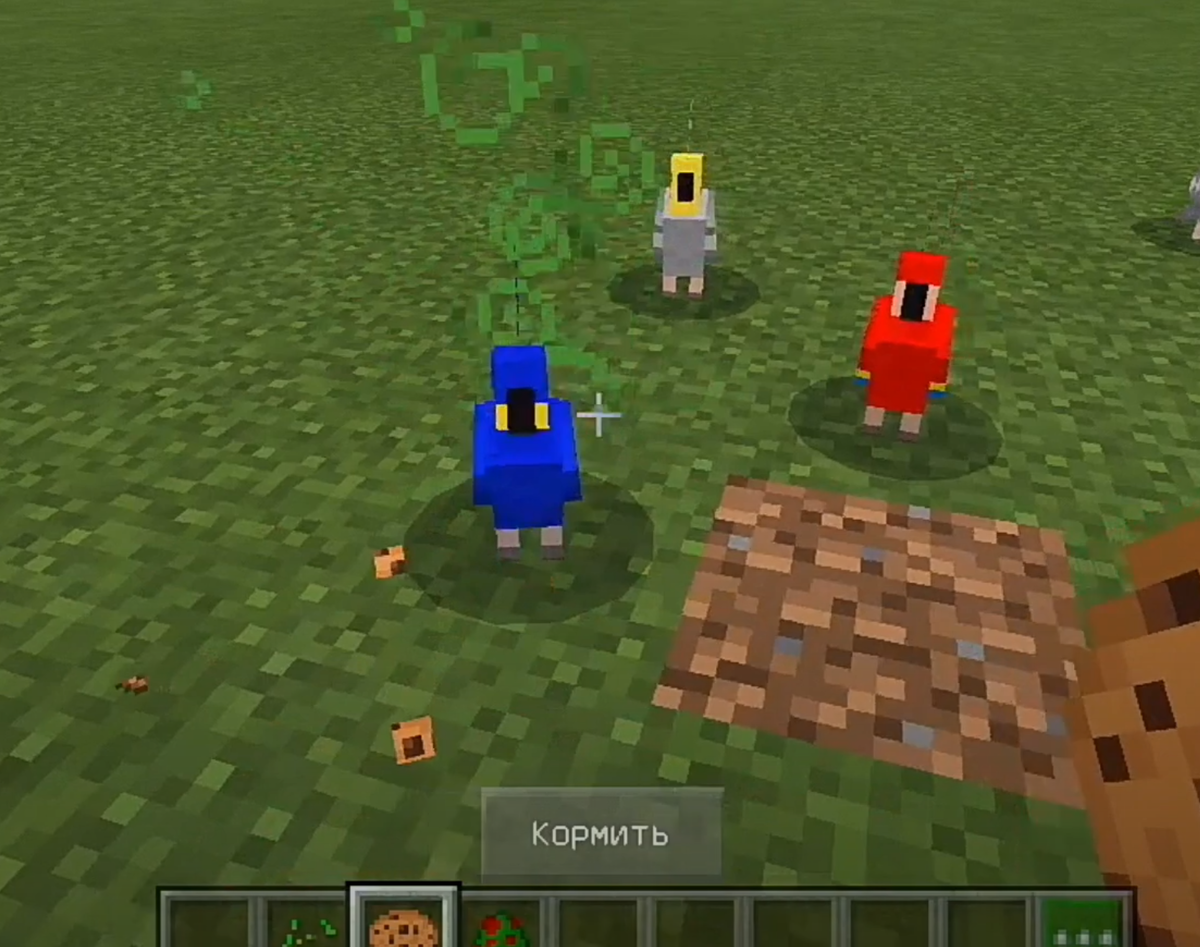 Попугай отравился после попытки приручить печеньем