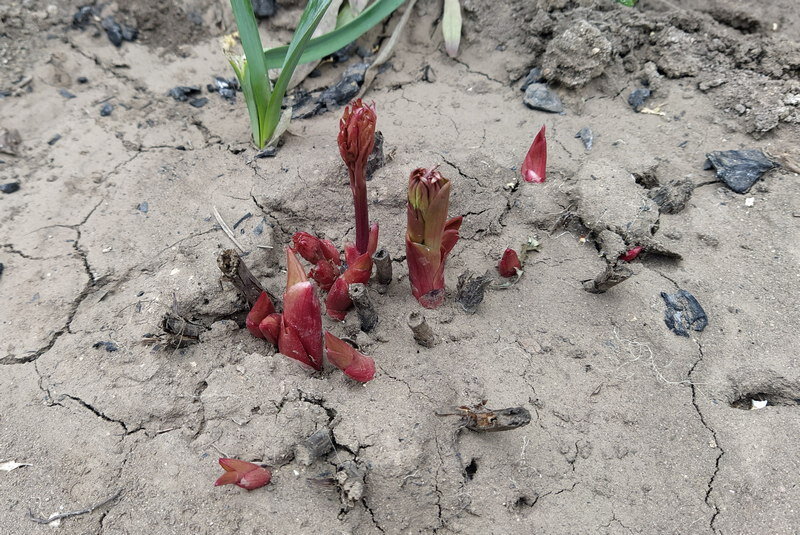 Весенний уход за пионами. Только всходят