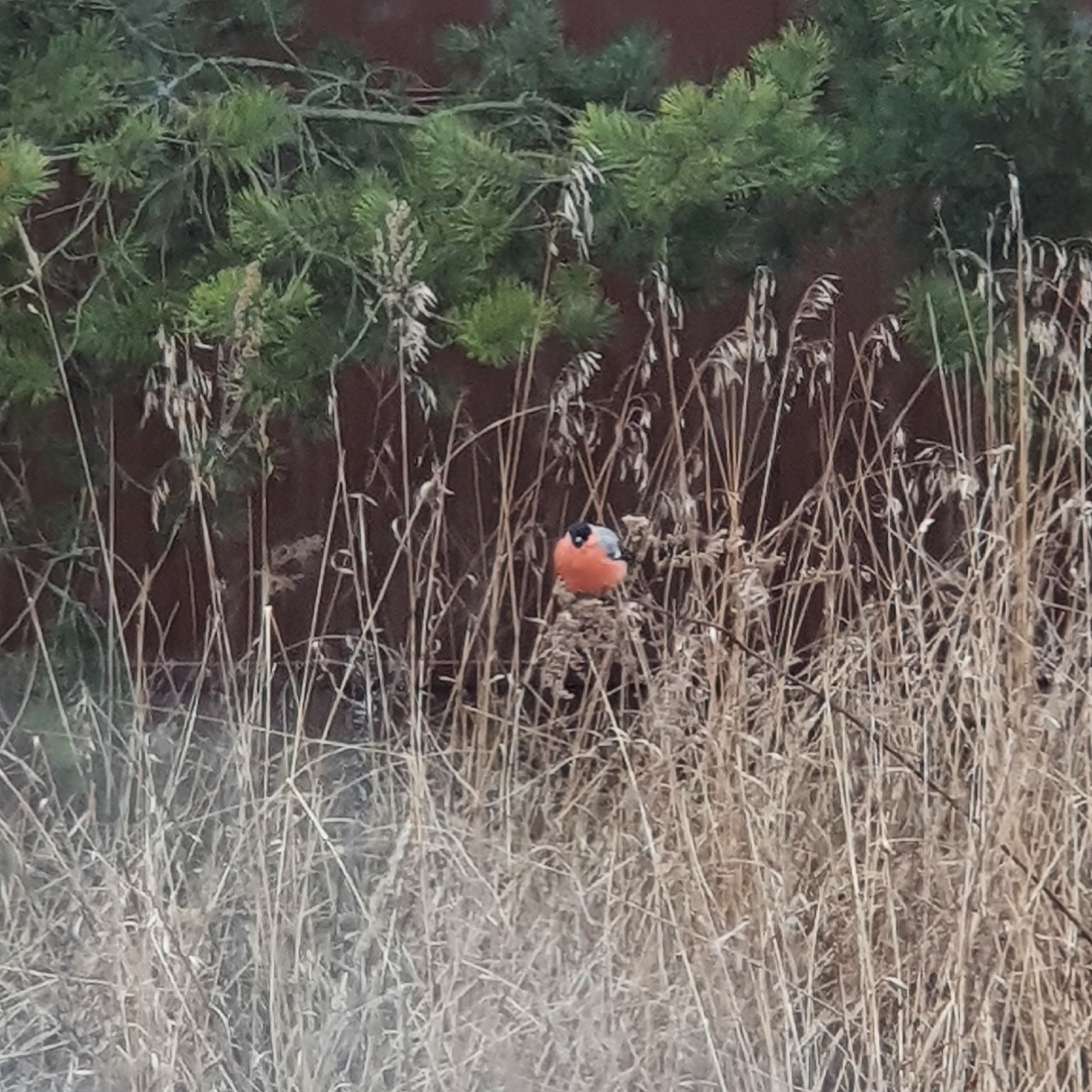 Неожиданный снегирь в саду