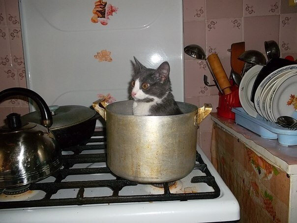 Кот - это не только ценный мех...