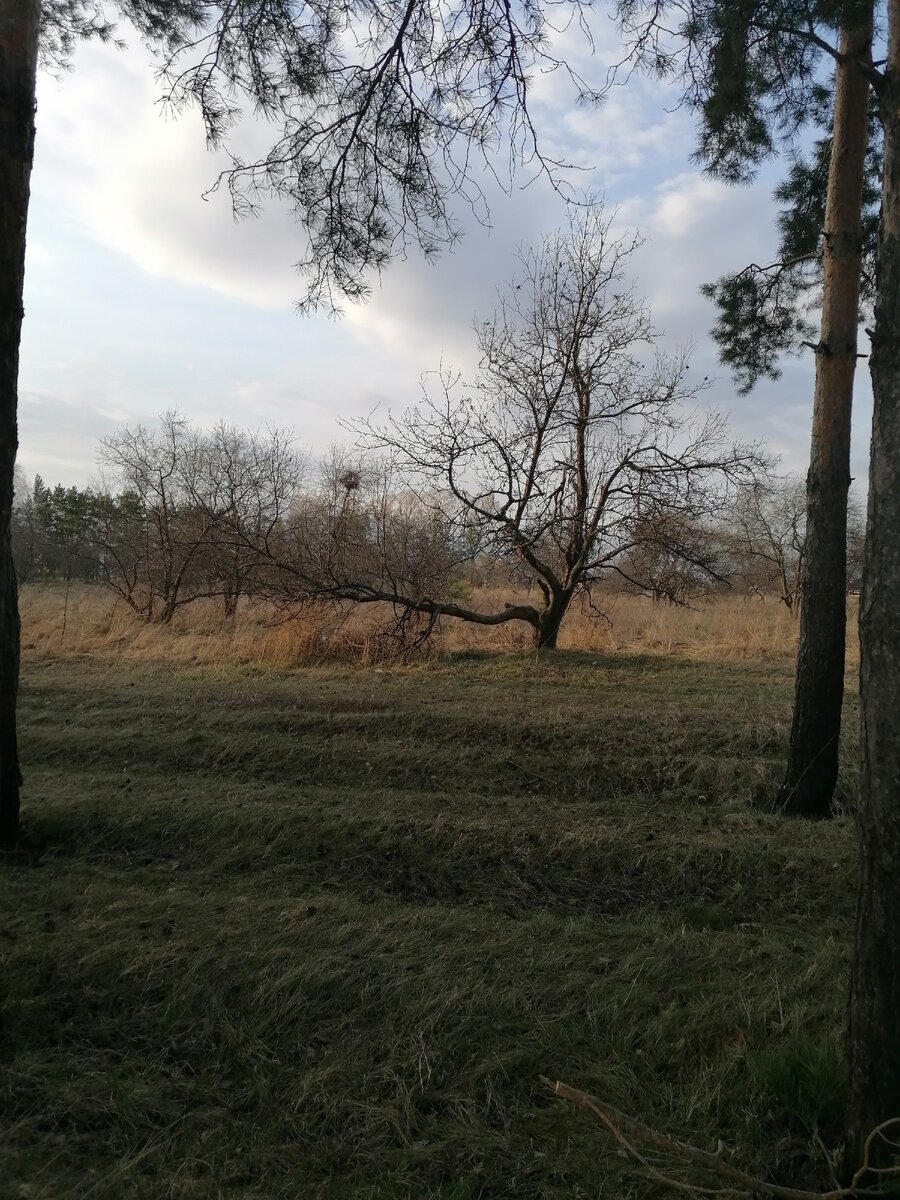 Вот та самая яблоня