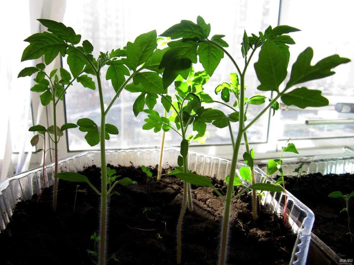 Фото  рассады  томатов