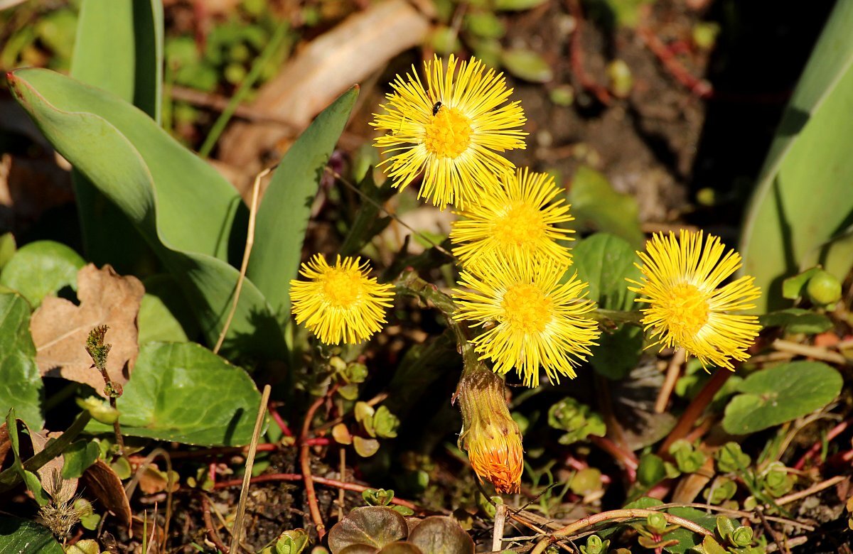 Мать-и-мачеха