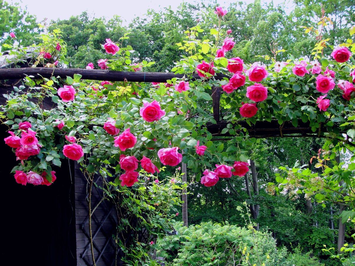 Имейте в виду, что все подкормки — и корневые, и листовые — делаются только после полива. После проведения подкормки кусты поливают повторно, для лучшего усвоения питательных веществ.