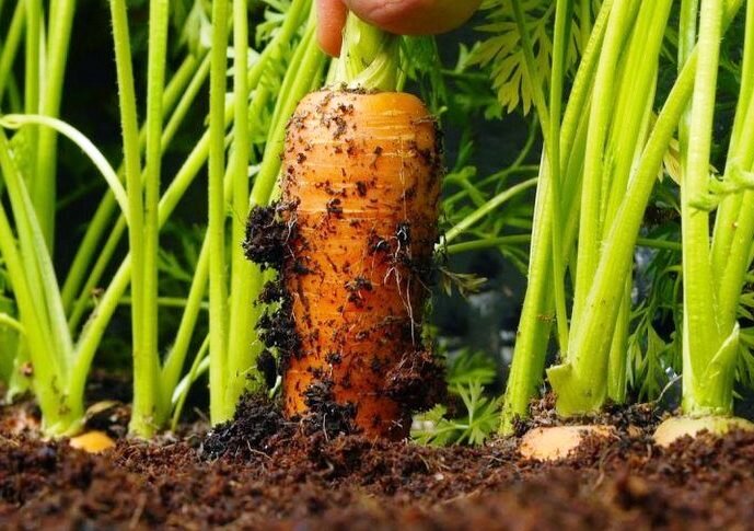 Выращивание моркови