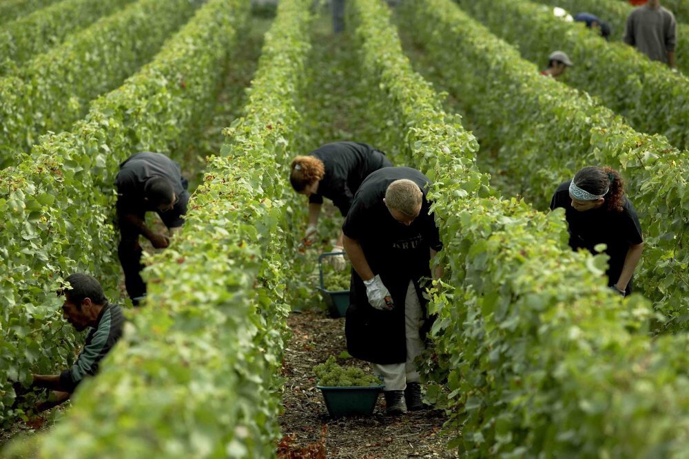 Сбор винограда