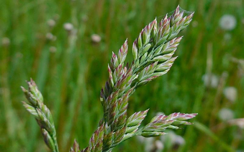 Poaceae. Мятлик Луговой. Мятлик гребнникоподобный. Мятлик Луговой (POA praténsis),. POA pratensis l. мятлик Луговой.