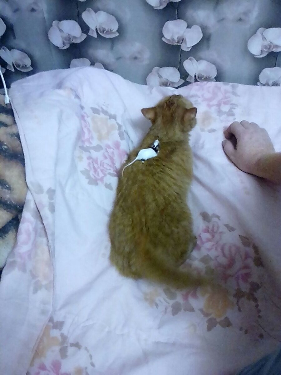 А можно и совсем без слов обходиться, как эти зверушки. На фото Даша катает Дусю (фото из личного архива)