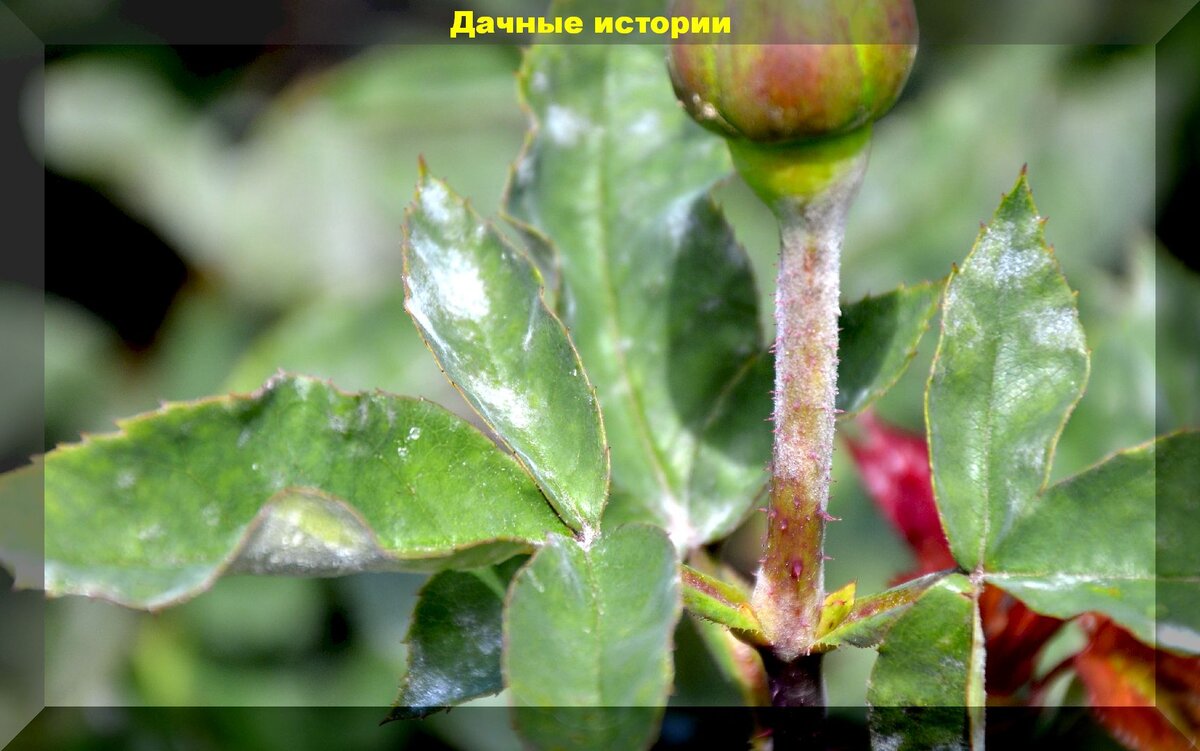 https://vk.com/photo-159774511_457244048