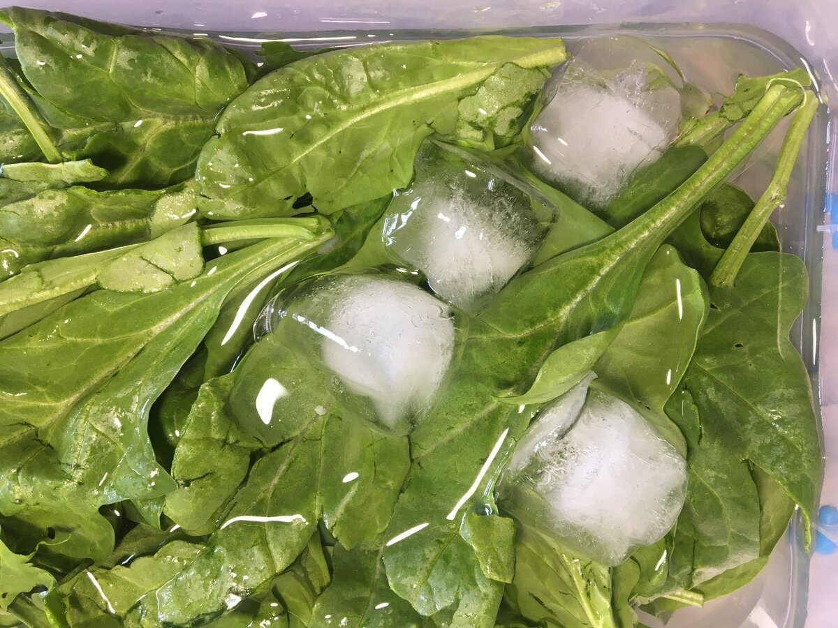 Вот так зелень лежит, отдыхает,очищается от токсинов.