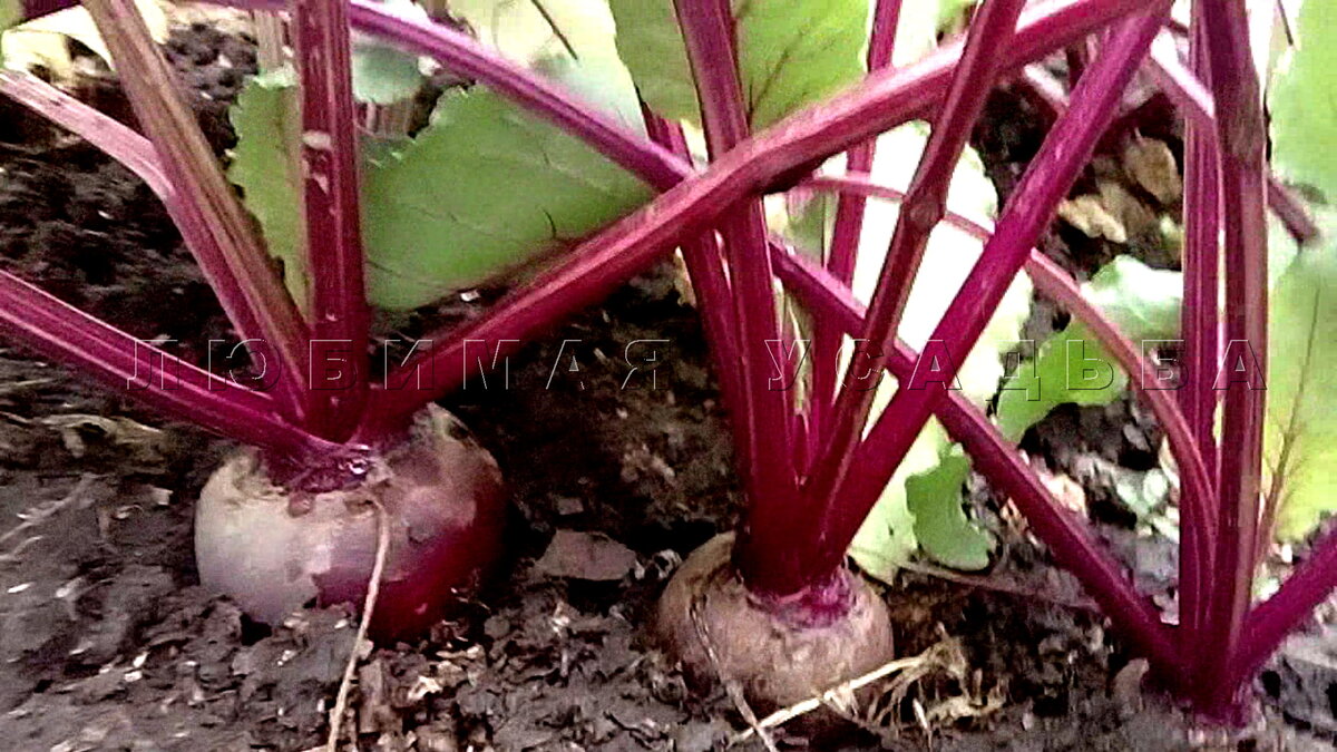 Корнеплоды  свеклы за неделю до уборки