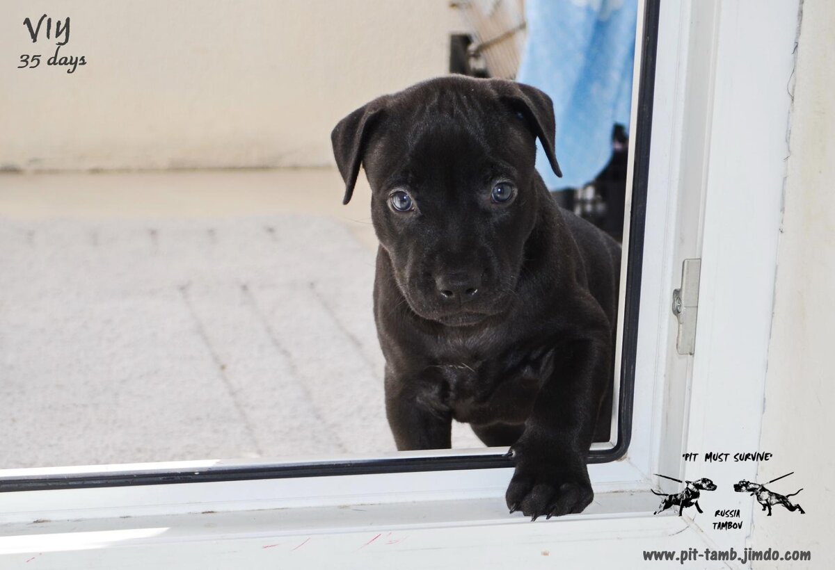 АПБТ Fire Line Viy "Pit Must Survive" (Вий)