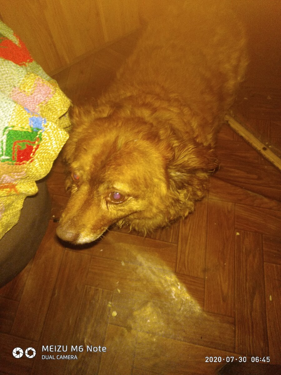 Клепка в лес не попадет,потому что дождь идет,разбросала Клепа корм,уберет его потом ...