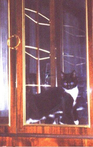 кошка в серванте