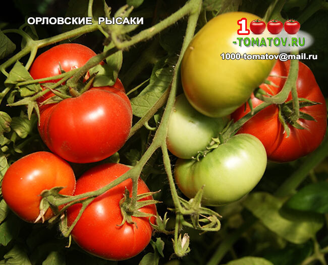 Томат Орловские рысаки фото 1