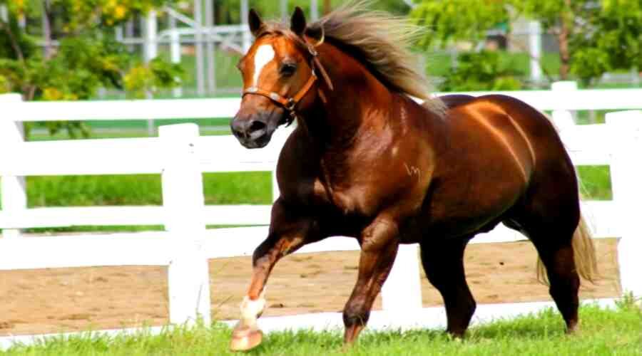 Чистокровный американский скакун...