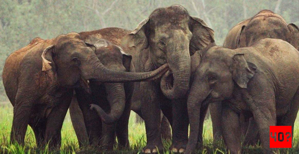 Слоники напуганы