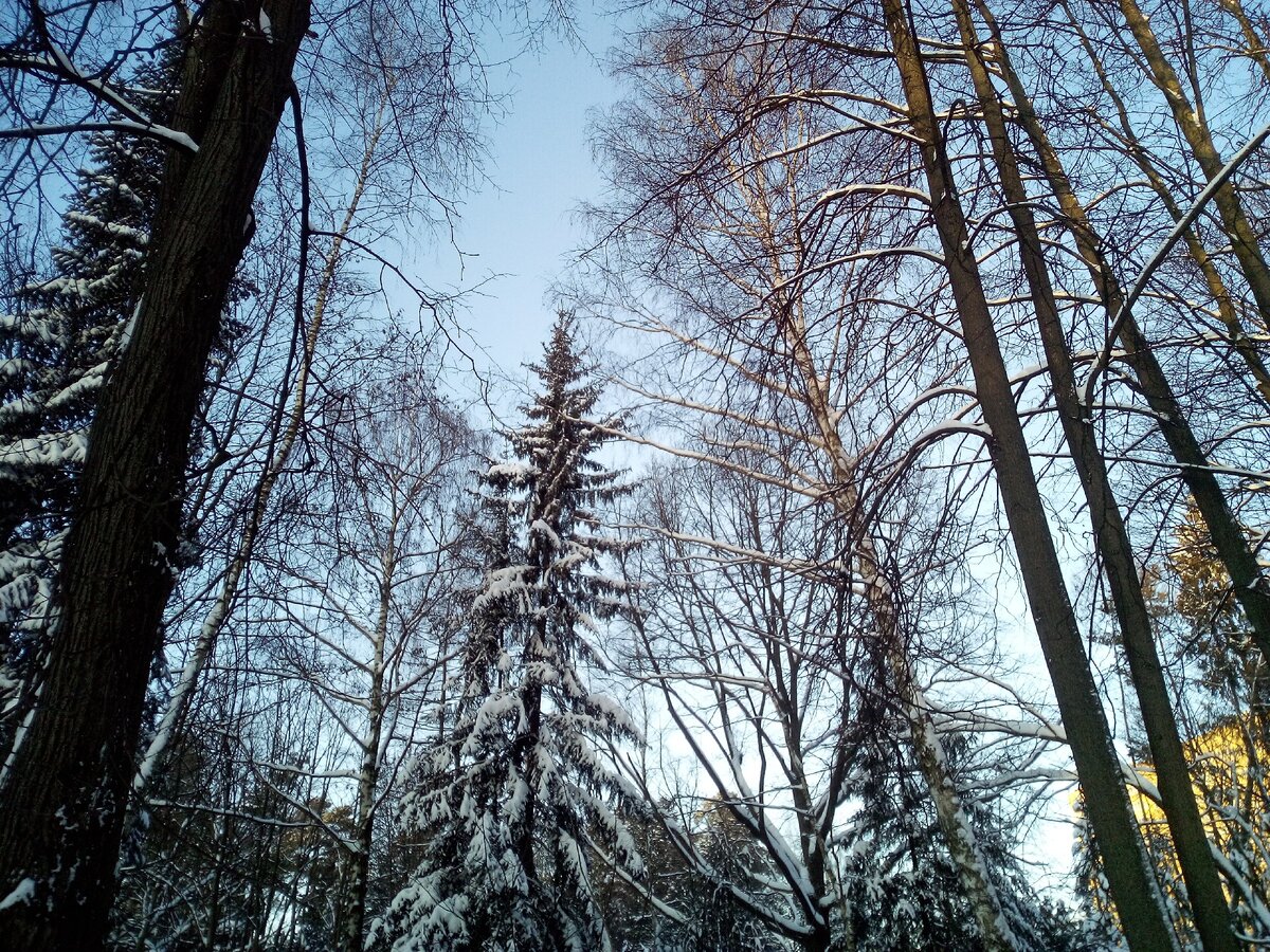 Деревья все в снегу! Фото автора.
