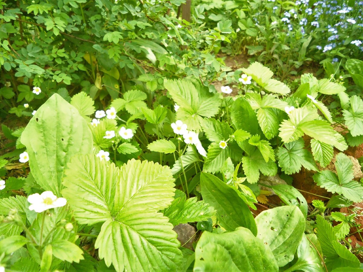 Сорт земляники Царскосельская с самыми сладкими ягодами