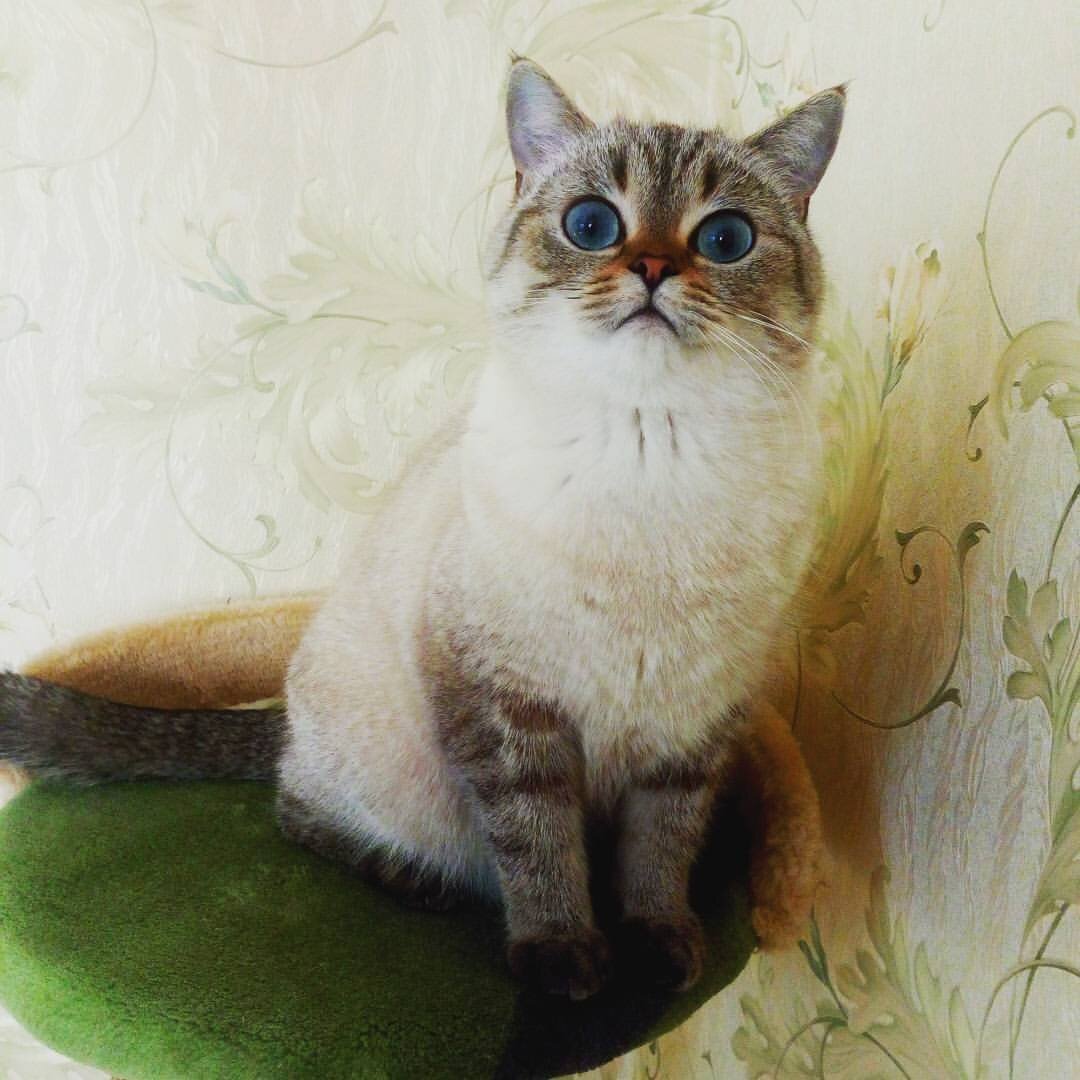 кошка JASMIN (черный линкс пойнт)