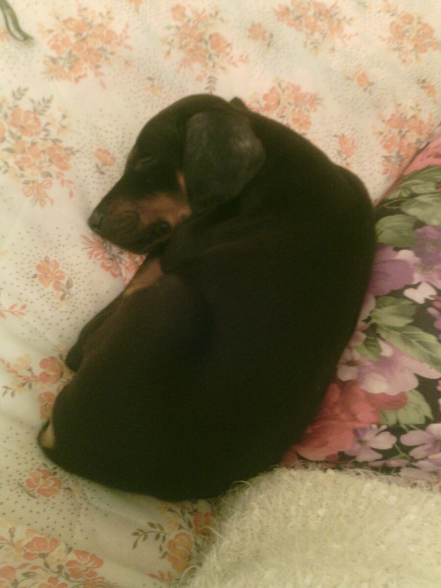 Малыш до купирования.