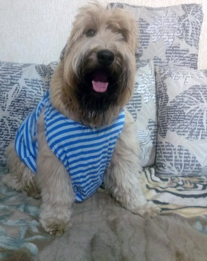 Барнеус-бармалеус