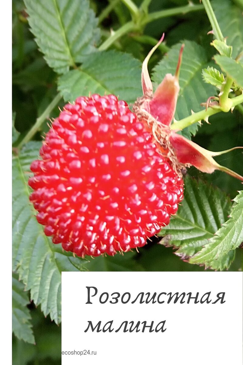 Малина  Rubus rosifolius тибетская (розолистная)