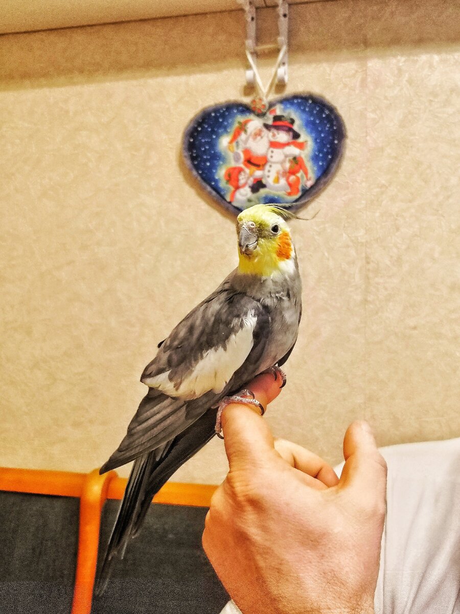 Корелла. Фото автора.
