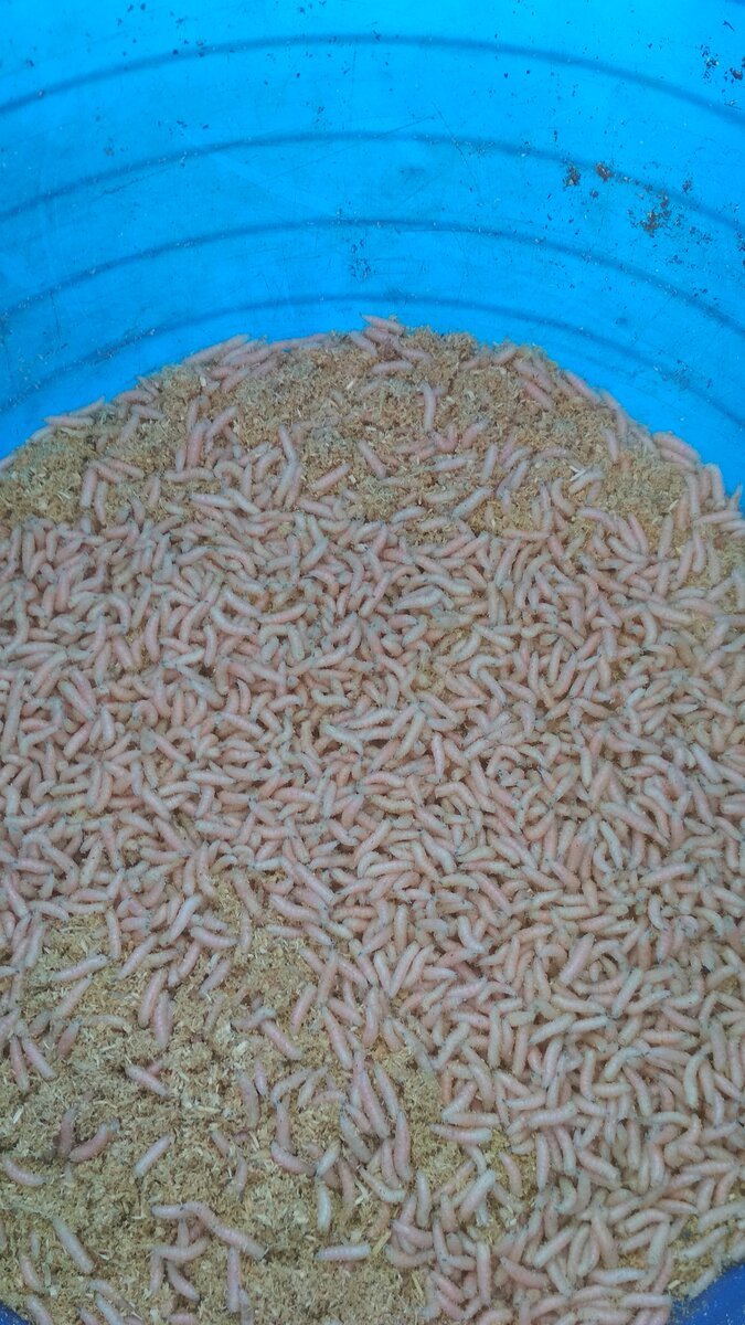 Опарыш в ведре.