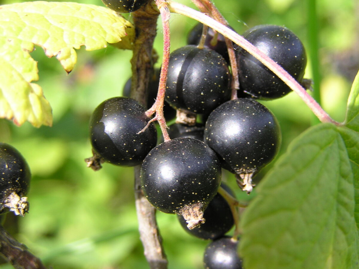 Смородина черный жемчуг фото. Смородина черная (ribes nigrum). Черная смородина память Вавилова.