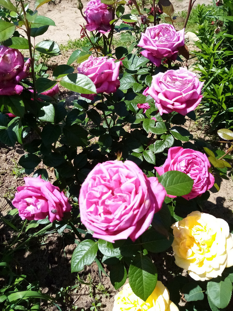 фото мои из сада