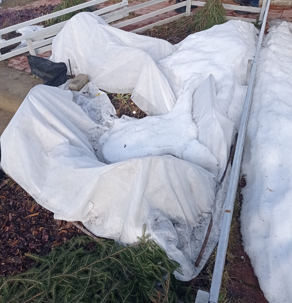 2 розы зимуют просто под снегом. Лапник для задержки снега. Остальные розы укрыты (дуги и двойной слой укрывного материала)