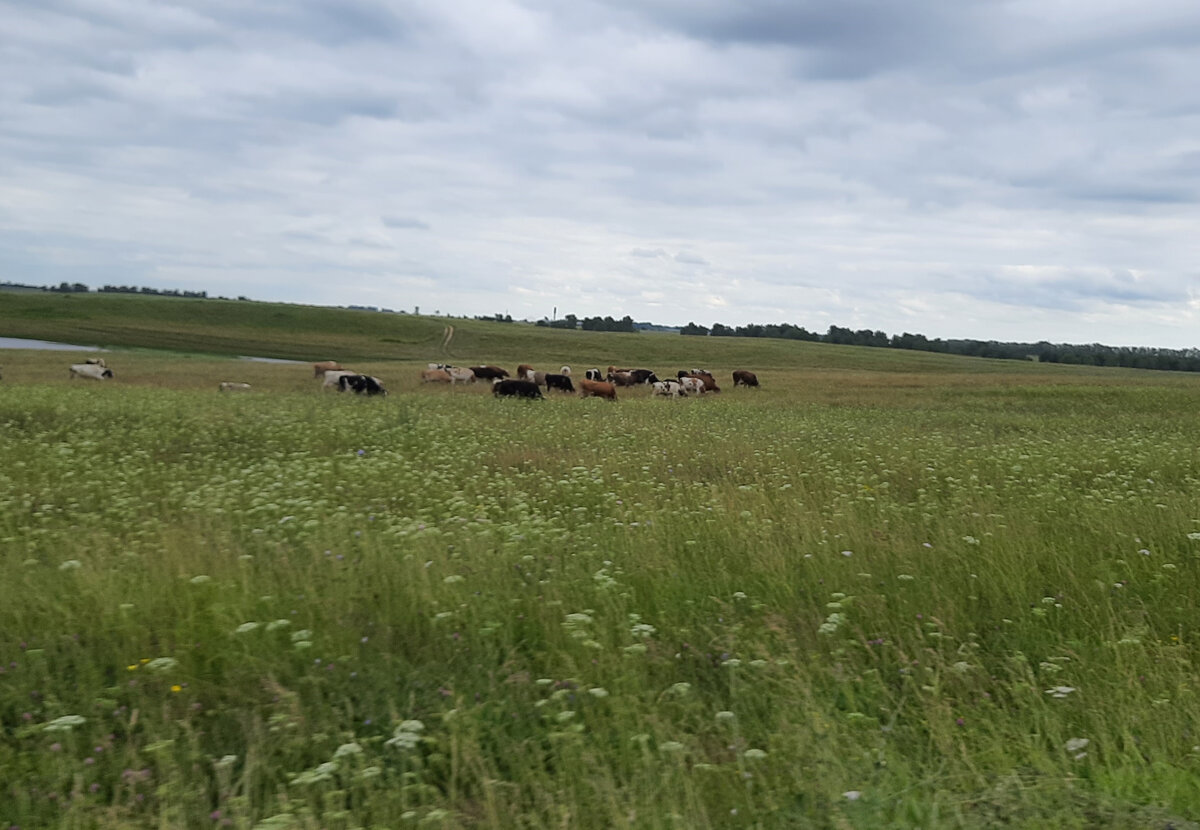 Коровы пасутся на лугу