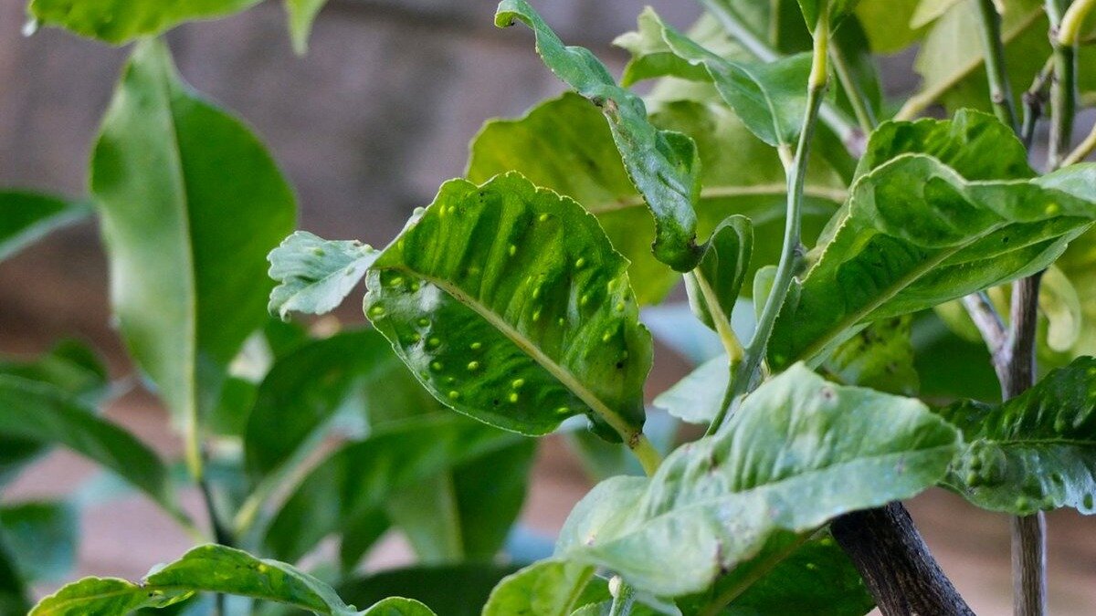 Фото:twimg.com В Европе обнаружен опасный вредитель цитрусовых