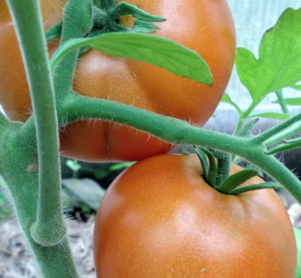 Помидоры из моей теплицы. Фото автора