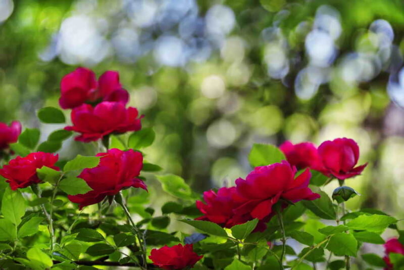 Размножение роз