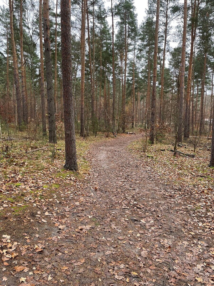  Grunewald Forest В Берлине. Не знаю, как назывался парк у Виталича))
