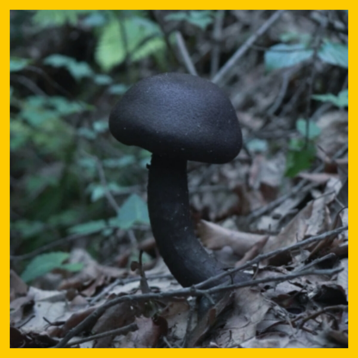 Черные грибы съедобные