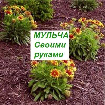 Мульча: польза, разновидности, применение в саду и огороде