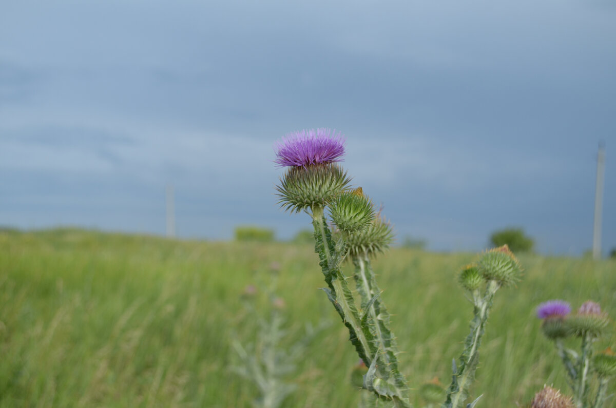 Чертополох деревенский, обыкновенный