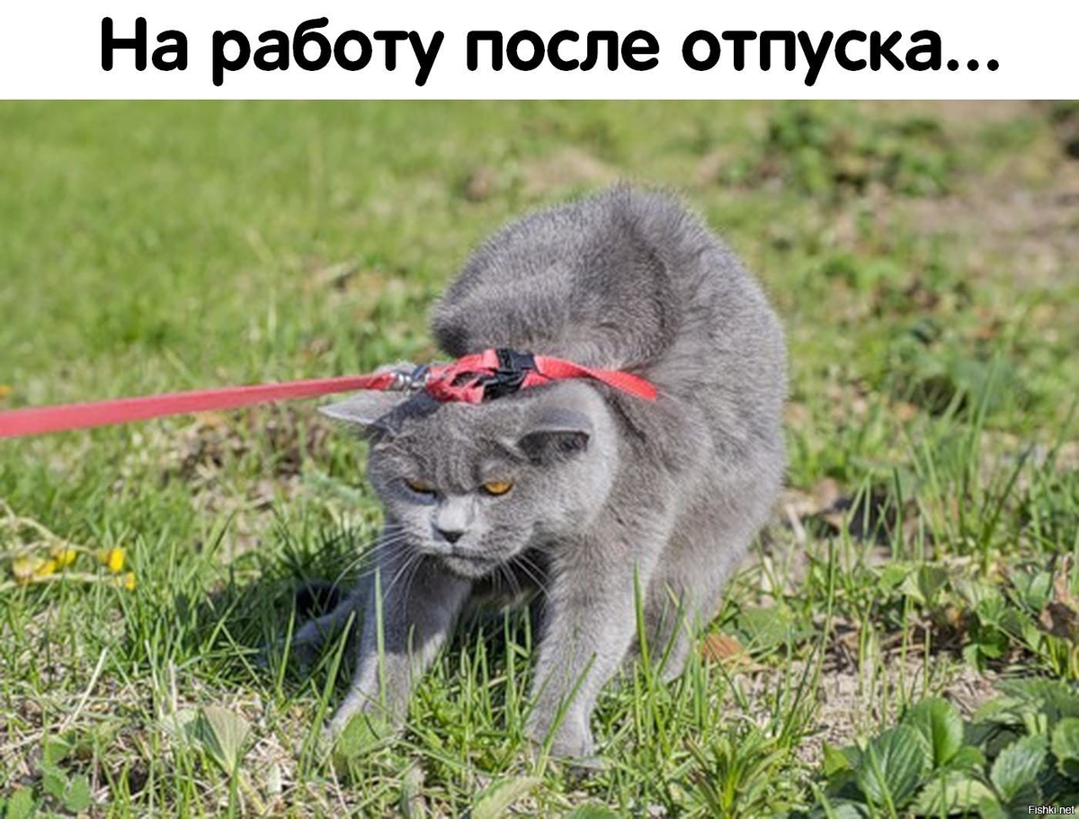 Взято из открытых источников 