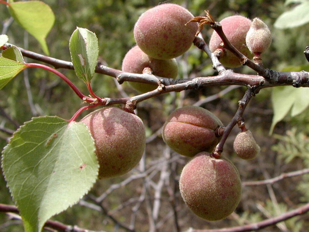 Сибирские абрикосы. Источник фото: http://ecosystema.ru/