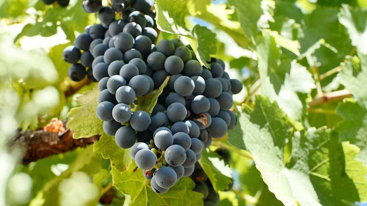 Pinot noir виноград. сорт винограда гаме. виноград пино нуар. сорт пино нуар виноградники. гамэ сорт винограда.