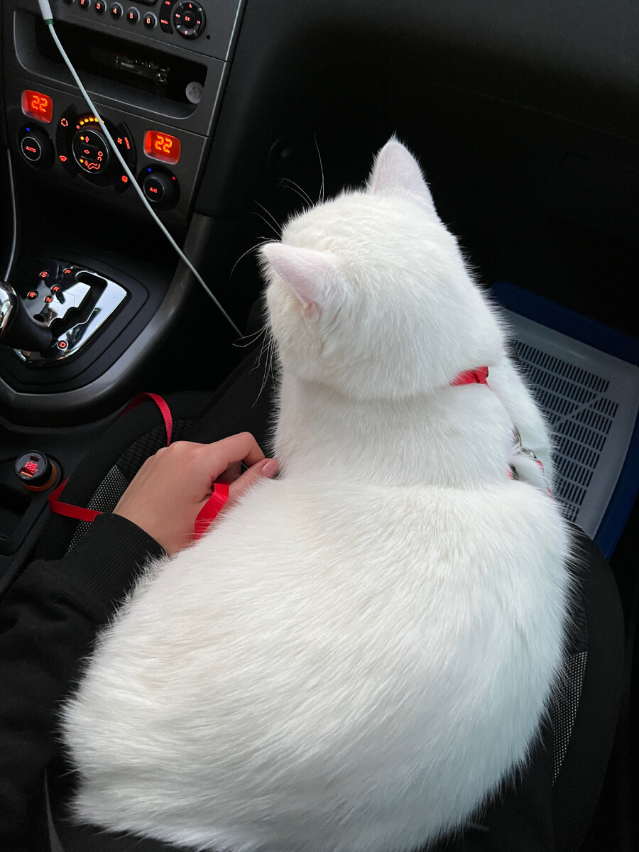 Лоток в ногах.