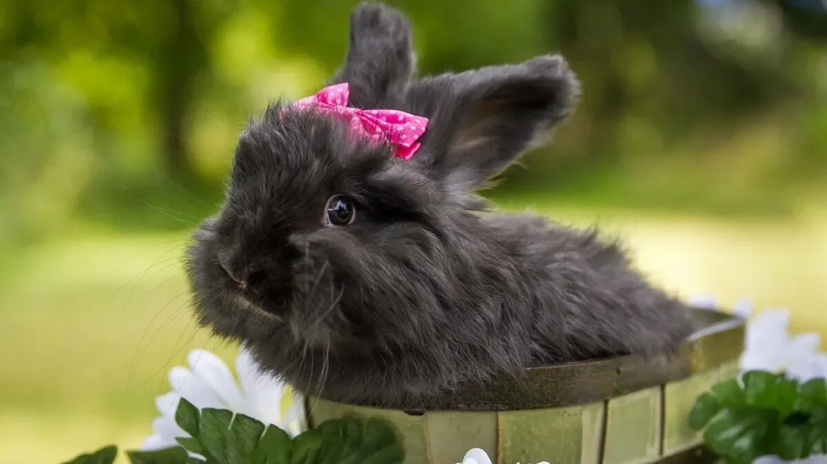 Черный водянок кролик любит покой и стабильность. Фото: pxhere.com