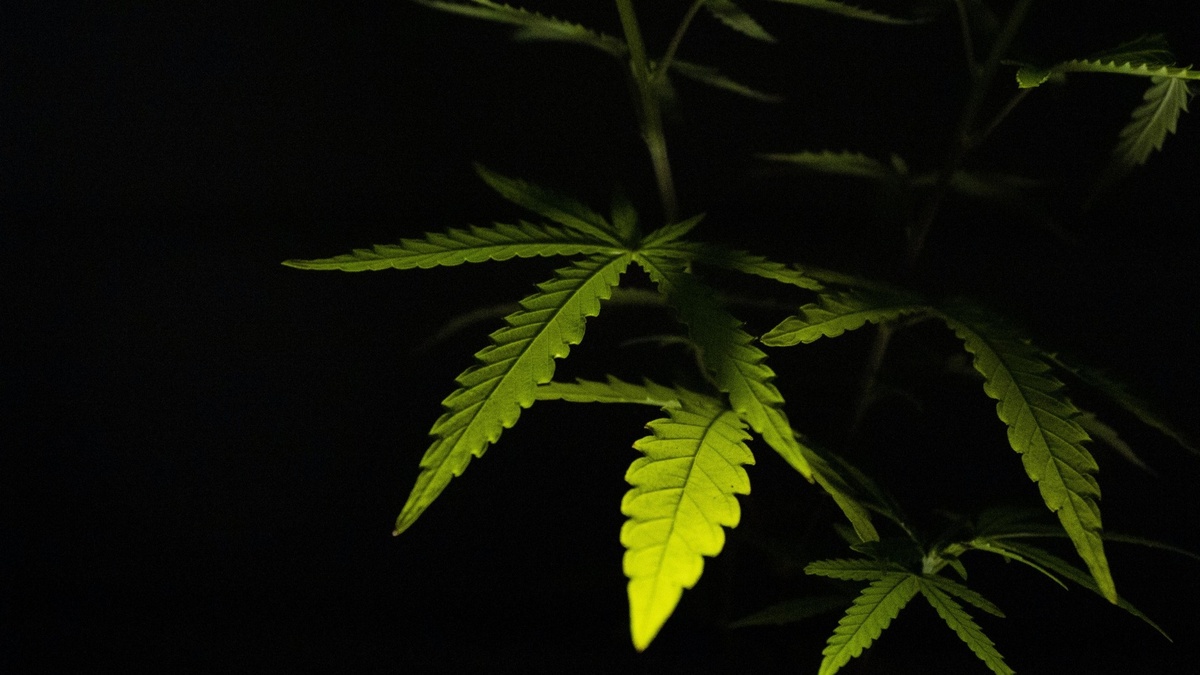     У мужчин нашли более семи килограмм марихуаны